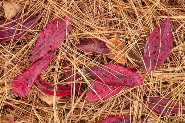 Abstract;Autumn;Blossom;Blossoms;Botanical;Botanicals;Brown;Calm;Concepts;Fall;Fallen;Fallen Leaves;Floweret;Flowering;Flowers;Flowers & Plants;Gold;Healing;Health care;Healthcare;Leaf;Leaves;Marroon;Nature;Oneness;Pine Needles;Plant;Tan;Veins;Wabi Sabi;Yellow;bloom;color;flora;floral;flower;magenta;peaceful;plants;restful;serene;soothing;tranquil;zen
