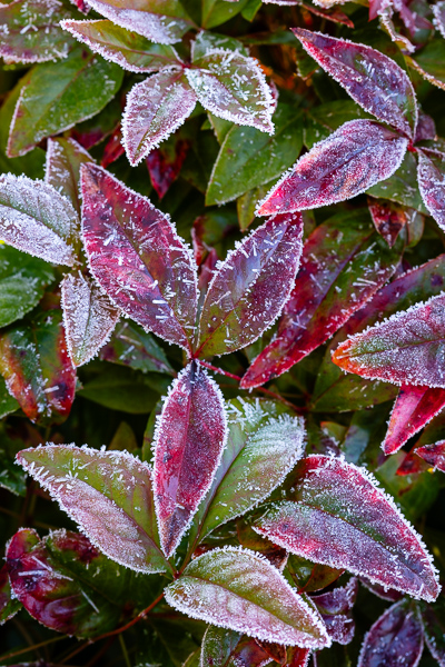Autumn;Botanical;Calm;Cool Colors;Cool Palette;Cool Tones;Fall;Frost;Green;Greens;Healing;Health care;Healthcare;Ice;Icy;Leaf;Leafy;Leaves;Pastoral;Plant;Purple;Textures;Violet;Wabi Sabi;Winter;botanicals;botany;color;foliage;green;greenery;icicle;leaves;oneness;peaceful;plant;plants;restful;serene;soothing;tranquil;vegetation;zen