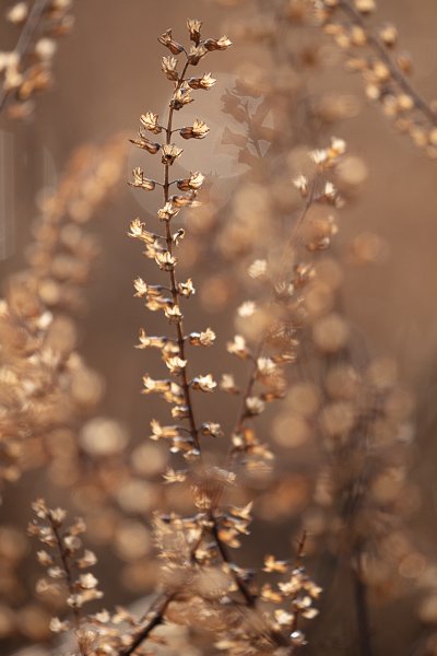 Botanical;Brown;Calm;Concepts;Habitat;Healing;Health care;Healthcare;Meadow;Oneness;Pastoral;Plant;Seed Head;Sunlight;Sunshine;Tan;Wabi Sabi;Warm Colors;Warm Palette;Warm Tones;botanicals;color;foliage;grass;leaves;peaceful;plant;plants;restful;serene;soothing;sunlit;tranquil;vegetation;zen