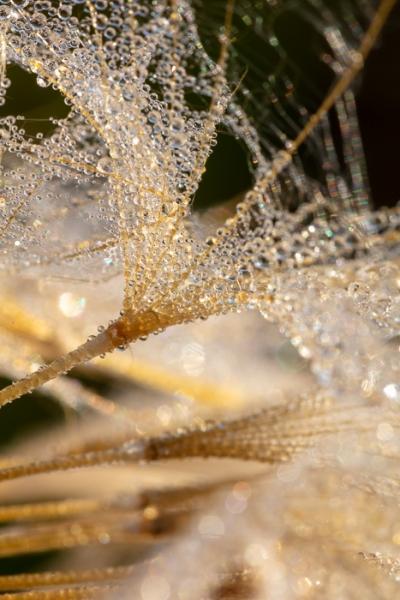 Abstract;Blossom;Blossoms;Botanical;Botanicals;Brown;Calm;Concepts;Cool Colors;Cool Palette;Cool Tones;Dew;Droplets;Drops;Floweret;Flowering;Flowers;Flowers & Plants;Gold;Green;Greens;Healing;Health care;Healthcare;Macro;Nature;Oneness;Pastoral;Plant;Seed Head;Sunlight;Sunshine;Tan;Water;Water Drops;bloom;botanicals;color;dew;dew drops;dewy;drop;droplet;flora;floral;flower;goatsbeard;moisture;peaceful;plants;restful;serene;soothing;sunlit;tranquil;zen
