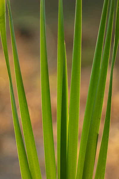 Abstract;Abstraction;Blossom;Blossoms;Botanical;Brown;Calm;Cattails;Close-up;Floweret;Flowering;Flowers;Flowers & Plants;Gold;Healing;Health care;Healthcare;Leaf;Line;Macro;Minimalism;Nature;Pastoral;Plant;Shape;Tan;bloom;botanicals;flora;floral;flower;foliage;grass;green;landscape;leaves;oneness;pattern;peaceful;plants;restful;serene;soothing;texture;tranquil;zen