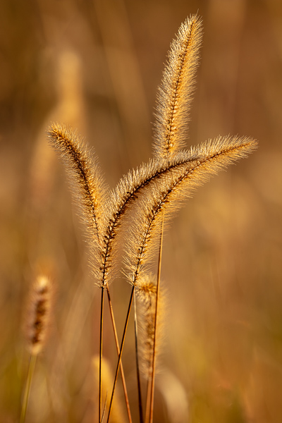 Blossom;Blossoms;Botanical;Brown;Calm;Close-up;Floweret;Flowering;Flowers;Flowers & Plants;Gold;Healing;Health care;Healthcare;Line;Macro;Minimalism;Nature;Pastoral;Seed Head;Sunlight;Sunshine;Tan;Yellow;bloom;botanicals;flora;floral;flower;foliage;grass;oneness;orange;peaceful;restful;serene;soothing;sunlit;texture;tranquil;zen