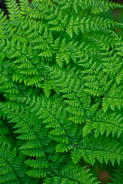 Abstract;Abstraction;Blossom;Blossoms;Botanical;Botanicals;Calm;Close-up;Concepts;Cool Colors;Cool Palette;Cool Tones;Drowes River;Fern;Floweret;Flowering;Flowers;Flowers & Plants;Green;Greens;Healing;Health care;Healthcare;Ireland;Leaf;Leaves;Macro;Nature;Oneness;Pastoral;Plant;bloom;color;flora;floral;flower;pattern;peaceful;plants;restful;serene;soothing;tranquil