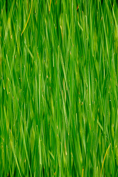 Abstract;Abstraction;Blossom;Blossoms;Botanical;Botanicals;Brown;Calm;Cattails;Close-up;Concepts;Floweret;Flowering;Flowers;Flowers & Plants;Gold;Healing;Health care;Healthcare;Leaf;Leaves;Line;Macro;Minimalism;Nature;Oneness;Pastoral;Plant;Shape;Sun-up;Sunlight;Sunshine;Tan;Yellow;bloom;botanicals;dawn;daybreak;flora;floral;flower;foliage;green;landscape;leaves;morn;morning;oneness;pattern;peaceful;plants;restful;serene;soothing;sunlit;sunrise;sunup;texture;tranquil;zen