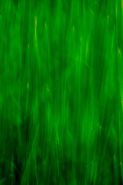 Abstract;Abstraction;Blossom;Blossoms;Botanical;Botanicals;Brown;Calm;Cattails;Close-up;Concepts;Floweret;Flowering;Flowers;Flowers & Plants;Gold;Healing;Health care;Healthcare;Leaf;Leaves;Line;Macro;Minimalism;Nature;Oneness;Pastoral;Plant;Shape;Sun-up;Sunlight;Sunshine;Tan;Yellow;bloom;botanicals;dawn;daybreak;flora;floral;flower;foliage;green;landscape;leaves;morn;morning;oneness;pattern;peaceful;plants;restful;serene;soothing;sunlit;sunrise;sunup;texture;tranquil;zen