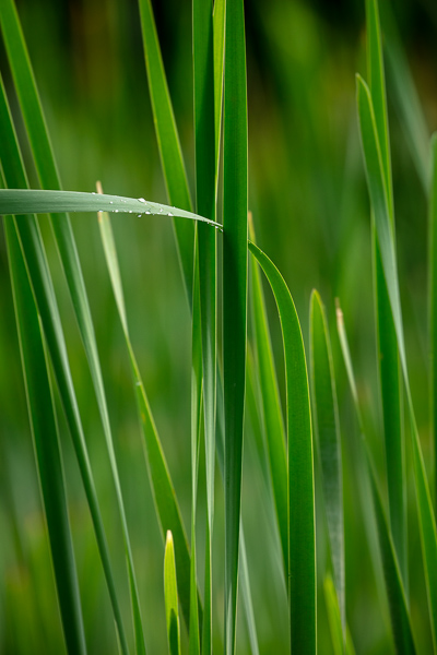 Abstract;Abstraction;Blossom;Blossoms;Botanical;Botanicals;Brown;Calm;Cattails;Close-up;Concepts;Floweret;Flowering;Flowers;Flowers & Plants;Gold;Healing;Health care;Healthcare;Leaf;Leaves;Macro;Minimalism;Nature;Oneness;Pastoral;Plant;Shape;Sun-up;Sunlight;Sunshine;Tan;Yellow;bloom;botanicals;dawn;daybreak;flora;floral;flower;foliage;green;landscape;leaves;morn;morning;oneness;pattern;peaceful;plants;restful;serene;soothing;sunlit;sunrise;sunup;texture;tranquil;zen