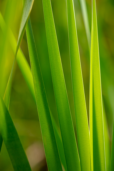 Abstract;Abstraction;Blossom;Blossoms;Botanical;Botanicals;Brown;Calm;Cattails;Close-up;Concepts;Floweret;Flowering;Flowers;Flowers & Plants;Gold;Healing;Health care;Healthcare;Leaf;Leaves;Macro;Minimalism;Nature;Oneness;Pastoral;Plant;Shape;Sun-up;Sunlight;Sunshine;Tan;Yellow;bloom;botanicals;dawn;daybreak;flora;floral;flower;foliage;green;landscape;leaves;morn;morning;oneness;pattern;peaceful;plants;restful;serene;soothing;sunlit;sunrise;sunup;texture;tranquil;zen