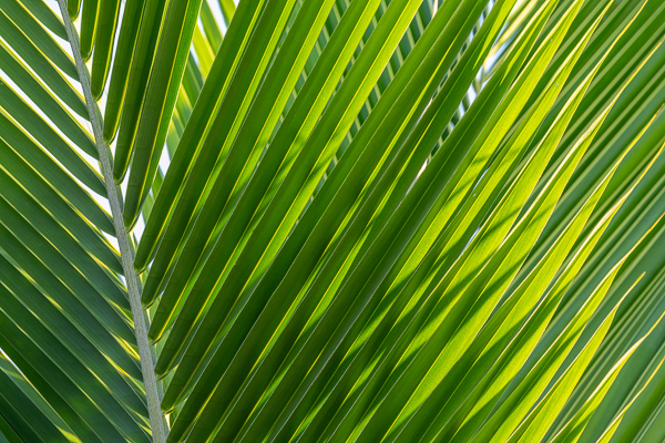 Abstract;Abstraction;Botanical;Botanicals;Calm;Concepts;Cool Colors;Cool Palette;Cool Tones;Green;Greens;Healing;Health care;Healthcare;Leaves;Line;Looking up;Minimalism;Nature;Oneness;Pastoral;Plant;Shape;Sunlight;Sunshine;color;foliage;palm leaf;palm leaves;pattern;peaceful;plants;restful;serene;soothing;sunlit;tranquil;zen