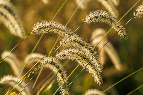 Botanical;Botanicals;Calm;Cool Colors;Cool Palette;Cool Tones;Gold;Green;Greens;Healing;Health care;Healthcare;Seed Head;Sunlight;Sunshine;Tan;Yellow;color;foliage;grass;peaceful;plants;restful;serene;soothing;sunlit;tranquil