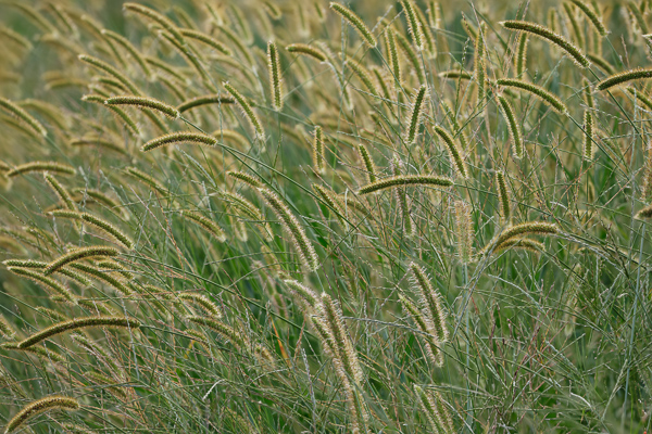 Blossom;Blossoms;Botanical;Botanicals;Calm;Close-up;Concepts;Cool Colors;Cool Palette;Cool Tones;Floweret;Flowering;Flowers;Flowers & Plants;Green;Greens;Healing;Health care;Healthcare;Nature;Oneness;Pastoral;Seed Head;Sunlight;Sunshine;Tan;Yellow;bloom;color;flora;floral;flower;foliage;grass;greenery;herbage;landscape;peaceful;plants;restful;serene;soothing;sunlit;tranquil