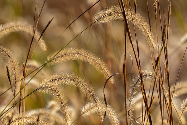 Blossom;Blossoms;Botanical;Botanicals;Brown;Calm;Concepts;Dew;Droplets;Drops;Floweret;Flowering;Flowers;Flowers & Plants;Healing;Health care;Healthcare;Henry Horton;Henry Horton State Park;Macro;Minimalism;Nature;Oneness;Pastoral;Plant;Seed Head;State Park;Sunlight;Sunshine;Tan;Tennessee;United States;Water;Water Drops;Yellow;bloom;color;dew drops;dewdrop;dewy;drop;flora;floral;flower;foliage;grass;landscape;peaceful;plants;restful;serene;soothing;sunlit;tranquil;zen