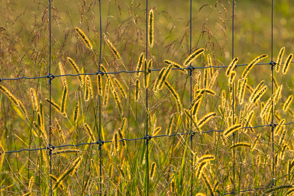 Botanical;Botanicals;Calm;Healing;Health care;Healthcare;Leaves;Plant;Seed Head;Sunlight;Sunshine;fence;field;grass;peaceful;plants;restful;serene;soothing;sunlit;tranquil