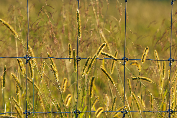 Botanical;Botanicals;Calm;Healing;Health care;Healthcare;Leaves;Plant;Seed Head;Sunlight;Sunshine;fence;field;grass;peaceful;plants;restful;serene;soothing;sunlit;tranquil