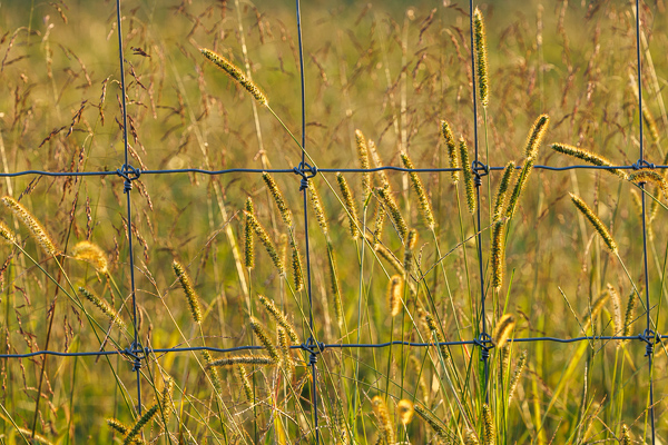 Botanical;Botanicals;Calm;Healing;Health care;Healthcare;Leaves;Plant;Seed Head;Sunlight;Sunshine;fence;field;grass;peaceful;plants;restful;serene;soothing;sunlit;tranquil