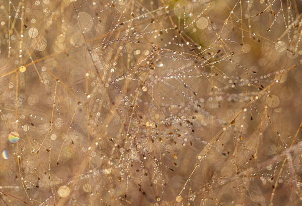 Abstract;Abstraction;Blossom;Blossoms;Botanical;Botanicals;Brown;Calm;Close-up;Concepts;Dew;Droplets;Drops;Floweret;Flowering;Flowers;Flowers & Plants;Gold;Healing;Health care;Healthcare;Line;Macro;Minimalism;Nature;Oneness;Pastoral;Plant;Seed Head;Shape;Sunlight;Sunshine;Tan;Water;Water Drops;Yellow;bloom;color;dew drops;dewdrop;dewy;drop;flora;floral;flower;foliage;grass;landscape;pattern;peaceful;plants;reflection;reflections;restful;serene;soothing;sunlit;texture;tranquil;zen