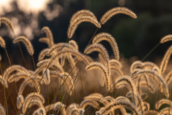 Blossom;Blossoms;Botanical;Botanicals;Brown;Calm;Concepts;Dew;Droplets;Drops;Floweret;Flowering;Flowers;Flowers & Plants;Healing;Health care;Healthcare;Macro;Minimalism;Nature;Oneness;Pastoral;Plant;Seed Head;Sunlight;Sunshine;Tan;Water;Water Drops;Yellow;bloom;color;dew drops;dewdrop;dewy;drop;flora;floral;flower;foliage;grass;landscape;peaceful;plants;restful;serene;soothing;sunlit;tranquil;zen