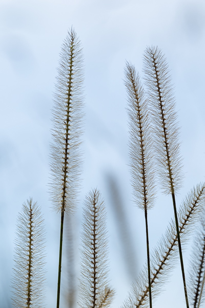 Blossom;Blossoms;Botanical;Botanicals;Brown;Calm;Concepts;Floweret;Flowering;Flowers;Flowers & Plants;Gold;Healing;Health care;Healthcare;Looking up;Macro;Minimalism;Nature;Oneness;Pastoral;Plant;Seed Head;Sunlight;Sunshine;Tan;bloom;flora;floral;flower;peaceful;plants;restful;serene;soothing;sunlit;tranquil;zen