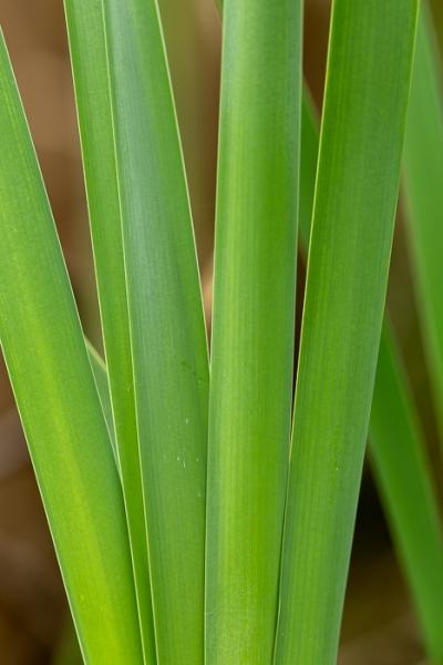 Blossom;Blossoms;Botanical;Botanicals;Brown;Calm;Cattails;Concepts;Cool Colors;Cool Palette;Cool Tones;Floweret;Flowering;Flowers;Flowers & Plants;Green;Greens;Healing;Health care;Healthcare;Leaves;Macro;Minimalism;Nature;Oneness;Pastoral;Plant;Tan;bloom;color;flora;floral;flower;foliage;peaceful;plants;restful;serene;soothing;tranquil;zen