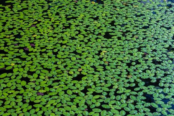 Abstract;Abstraction;Bays Mountain Park;Blossom;Blossoms;Botanical;Botanicals;Calm;Close-up;Concepts;Cool Colors;Cool Palette;Cool Tones;Floweret;Flowering;Flowers;Flowers & Plants;Green;Greens;Healing;Health care;Healthcare;Leaf;Leaves;Line;Nature;Oneness;Pastoral;Plant;Shape;Sunlight;Sunshine;Tennessee;United States;Wabi Sabi;Waterscape;Watershield;bloom;color;flora;floral;flower;foliage;pattern;peaceful;plants;restful;serene;soothing;sunlit;texture;tranquil;zen