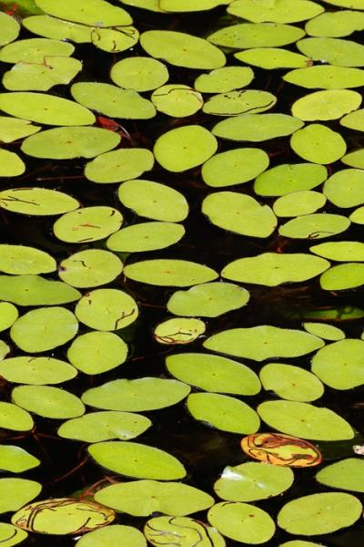 Abstract;Abstraction;Bays Mountain Park;Blossom;Blossoms;Botanical;Botanicals;Calm;Close-up;Concepts;Cool Colors;Cool Palette;Cool Tones;Floweret;Flowering;Flowers;Flowers & Plants;Green;Greens;Healing;Health care;Healthcare;Leaf;Leaves;Line;Nature;Oneness;Pastoral;Plant;Shape;Sunlight;Sunshine;Tennessee;United States;Wabi Sabi;Waterscape;Watershield;bloom;color;flora;floral;flower;foliage;pattern;peaceful;plants;restful;serene;soothing;sunlit;texture;tranquil;zen