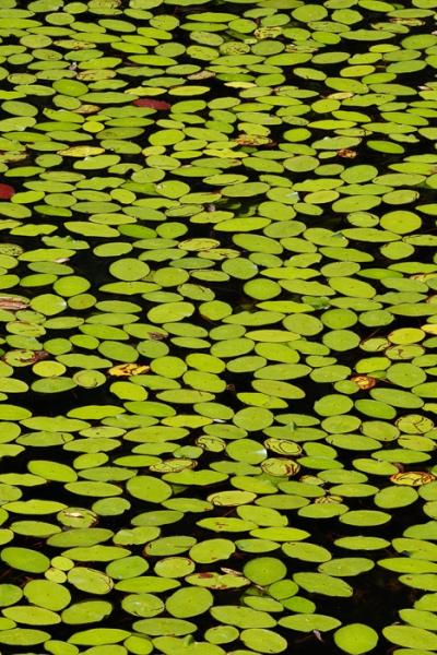 Abstract;Abstraction;Bays Mountain Park;Blossom;Blossoms;Botanical;Botanicals;Calm;Close-up;Concepts;Cool Colors;Cool Palette;Cool Tones;Floweret;Flowering;Flowers;Flowers & Plants;Green;Greens;Healing;Health care;Healthcare;Leaf;Leaves;Line;Nature;Oneness;Pastoral;Plant;Shape;Sunlight;Sunshine;Tennessee;United States;Wabi Sabi;Waterscape;Watershield;bloom;color;flora;floral;flower;foliage;pattern;peaceful;plants;restful;serene;soothing;sunlit;texture;tranquil;zen