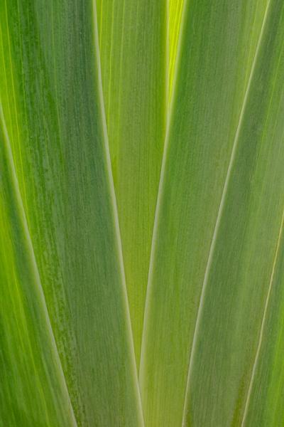 Abstract;Abstraction;Blossom;Blossoms;Botanical;Botanicals;Calm;Close-up;Concepts;Cool Colors;Cool Palette;Cool Tones;Floweret;Flowering;Flowers;Flowers & Plants;Green;Greens;Healing;Health care;Healthcare;Leaf;Leaves;Line;Minimalism;Nature;Oneness;Pastoral;Plant;Sunlight;Sunshine;bloom;color;flora;floral;flower;iris;peaceful;plants;restful;serene;soothing;sunlit;texture;tranquil;zen
