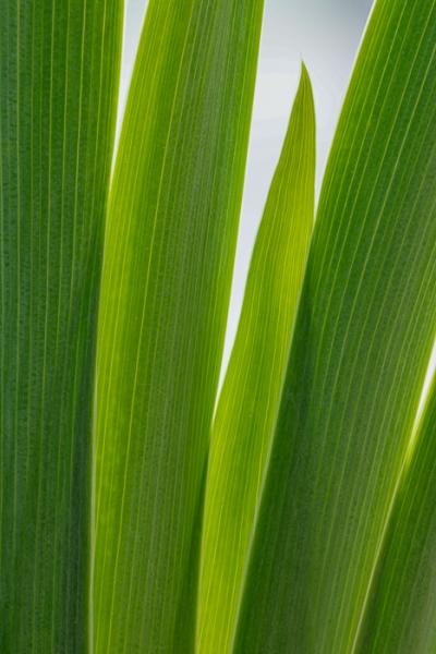 Abstract;Abstraction;Blossom;Blossoms;Botanical;Botanicals;Calm;Close-up;Concepts;Cool Colors;Cool Palette;Cool Tones;Floweret;Flowering;Flowers;Flowers & Plants;Green;Greens;Healing;Health care;Healthcare;Leaf;Leaves;Line;Minimalism;Nature;Oneness;Pastoral;Plant;Sunlight;Sunshine;bloom;color;flora;floral;flower;iris;peaceful;plants;restful;serene;soothing;sunlit;texture;tranquil;zen