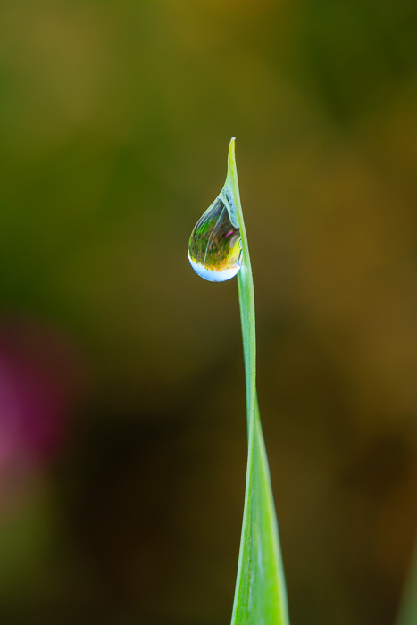 Blossom;Blossoms;Botanical;Botanicals;Calm;Concepts;Cool Colors;Cool Palette;Cool Tones;Dew;Droplets;Drops;Floweret;Flowering;Flowers;Flowers & Plants;Green;Greens;Healing;Health care;Healthcare;Leaf;Macro;Minimalism;Nature;Oneness;Pastoral;Plant;Sunlight;Sunshine;Water;Water Drops;bloom;color;dew drops;dewdrop;dewy;drop;droplet;flora;floral;flower;grass;peaceful;plants;restful;serene;soothing;sunlit;tranquil;vegetation;zen