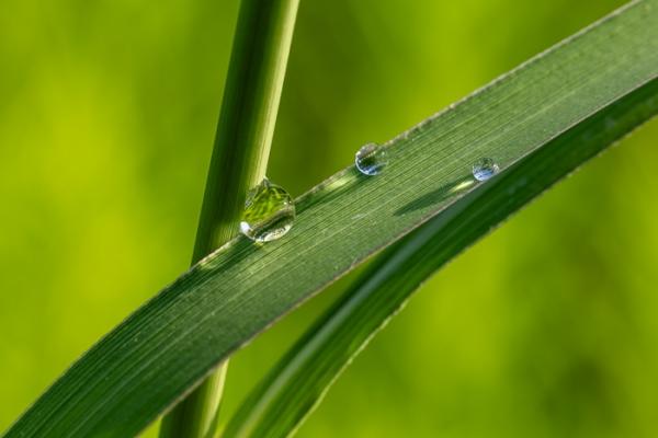 Blossom;Blossoms;Botanical;Botanicals;Calm;Concepts;Cool Colors;Cool Palette;Cool Tones;Dew;Droplets;Drops;Floweret;Flowering;Flowers;Flowers & Plants;Green;Greens;Healing;Health care;Healthcare;Macro;Minimalism;Nature;Oneness;Pastoral;Plant;Sunlight;Sunshine;Water;Water Drops;bloom;color;dew drops;dewdrop;dewy;drop;flora;floral;flower;grass;morn;morning;oneness;peaceful;plants;reflection;reflections;restful;serene;soothing;sunlit;tranquil;zen