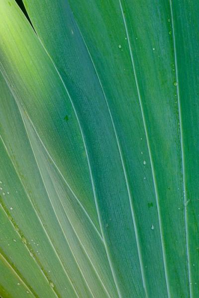 Abstract;Abstraction;Biophilic;Bloom;Blossom;Blossoms;Botanical;Botanicals;Bud;Calm;Close-up;Concepts;Cool Colors;Cool Palette;Cool Tones;Design;Flora;Floral;Flower;Floweret;Flowering;Flowers;Flowers & Plants;Green;Greens;Healing;Health care;Healthcare;Leaf;Leaves;Line;Macro;Minimalism;Nature;Oneness;Pastoral;Petal;Plant;Shape;Sunlight;Sunshine;bloom;botanicals;color;flora;floral;flower;foliage;green;iris;oneness;pattern;peaceful;plants;restful;serene;soothing;sunlit;texture;tranquil;vegetation;zen