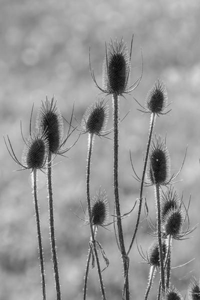 Biophilic;Black and White;Blossom;Blossoms;Botanical;Botanicals;Calm;Concepts;Floweret;Flowering;Flowers;Flowers & Plants;Healing;Health care;Healthcare;Macro;Nature;Oneness;Pastoral;Plant;Seed Head;Sunlight;Teasel;biophilic design;biophilic interior design;bloom;flora;floral;flower;peaceful;plants;restful;serene;soothing;sunlit;tranquil