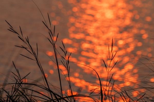 Biophilic;Blossom;Blossoms;Botanical;Botanicals;Break of Day;Calm;Concepts;Eagle Marsh;Floweret;Flowering;Flowers;Flowers & Plants;Healing;Health care;Healthcare;Indiana;Leaves;Minimalism;Mirror;Oneness;Pastoral;Plant;Seed Head;Sun-up;Sunlight;Sunshine;United States;Water;Waterscape;biophilic design;biophilic interior design;bloom;dawn;dawn';daybreak;flora;floral;flower;foliage;grass;landscape;morn;morning;peaceful;plants;reflection;reflections;restful;serene;silhouette;soothing;sunlit;sunrise;sunup;tranquil