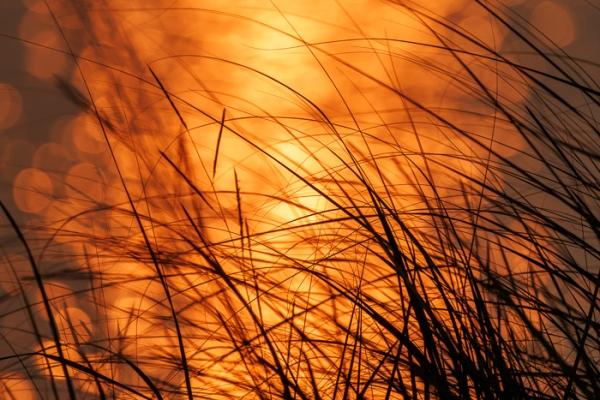 Biophilic;Blossom;Blossoms;Botanical;Botanicals;Break of Day;Calm;Concepts;Eagle Marsh;Floweret;Flowering;Flowers;Flowers & Plants;Healing;Health care;Healthcare;Indiana;Leaves;Minimalism;Mirror;Oneness;Pastoral;Plant;Seed Head;Sun-up;Sunlight;Sunshine;United States;Water;Waterscape;biophilic design;biophilic interior design;bloom;dawn;dawn';daybreak;flora;floral;flower;foliage;grass;landscape;morn;morning;peaceful;plants;reflection;reflections;restful;serene;silhouette;soothing;sunlit;sunrise;sunup;tranquil