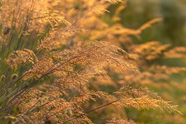 Biophilic;Blossom;Blossoms;Botanical;Botanicals;Break of Day;Brown;Calm;Concepts;Cool Colors;Cool Palette;Cool Tones;Eagle Marsh;Floweret;Flowering;Flowers;Flowers & Plants;Gold;Green;Greens;Healing;Health care;Healthcare;Indiana;Looking up;Macro;Minimalism;Nature;Oneness;Pastoral;Plant;Seed Head;Sun-up;Sunlight;Sunshine;Tan;United States;Wabi Sabi;biophilic design;biophilic interior design;bloom;color;dawn;dawn';daybreak;flora;floral;flower;foliage;grass;morn;morning;peaceful;plants;restful;serene;soothing;sunlit;sunrise;sunup;tranquil;zen