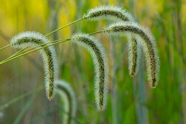 Biophilic;Blossom;Blossoms;Botanical;Botanicals;Calm;Concepts;Cool Colors;Cool Palette;Cool Tones;Dew;Droplets;Floweret;Flowering;Flowers;Flowers & Plants;Gold;Green;Greens;Healing;Health care;Healthcare;Henry Horton;Henry Horton State Park;Macro;Minimalism;Nature;Oneness;Pastoral;Plant;Seed Head;State Park;Sun-up;Sunlight;Sunshine;Tan;Tennessee;United States;Water;Water Drops;Yellow;biophilic design;biophilic interior design;bloom;color;dawn;daybreak;dew drops;dewdrop;dewy;drop;flora;floral;flower;foliage;grass;landscape;morn;morning;peaceful;plants;restful;serene;soothing;sunlit;sunrise;sunup;tranquil;zen