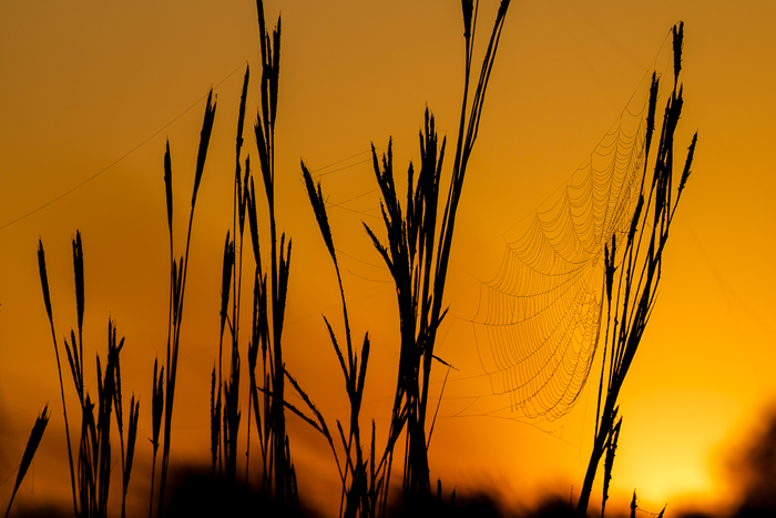 Biophilic;Botanical;Botanicals;Calm;Concepts;Dew;Droplets;Drops;Dusk;Fog;Healing;Health care;Healthcare;Minimalism;Mist;Nature;Oneness;Pastoral;Plant;Seed Head;Spider Web;Sun-up;Sunlight;Sunset;Sunshine;Twilight;Water;Water Drops;backlight;calming;connection;delicate;dew drops;dewdrop;dewy;drop;dusk;evening;eveninglight;field;foggy;fragile;golden;goldenhour;grass;haze;landscape;meadow;mist;misty;mood;morninglight;nightfall;orange;outdoors;pattern;peaceful;plants;quiet;restful;restorative;rural;serene;silhouette;silhouetted;sky;soothing;stems;stillness;sun;sundown;sunlit;sunrise;texture;tranquil;warm;web