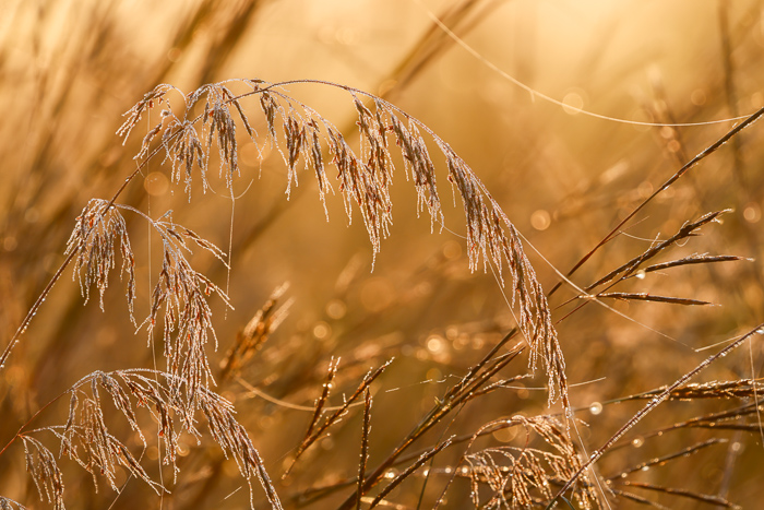 Backlit;Biophilic;Blades;Botanical;Botanicals;Calm;Concepts;Dew;Droplets;Drops;Environment;Fog;Healing;Health care;Healthcare;Light;Minimalism;Mist;Nature;Oneness;Outdoor;Pastoral;Plant;Seed Head;Soft;Sun-up;Sunlight;Sunshine;Water;Water Drops;Wild;bokeh;calming;closeup;dew drops;dewdrop;dewy;drop;early morning;field;foggy;fresh;freshness;golden;golden hour;grass;haze;meadow;mist;misty;morn;morning;morning dew;nature closeup;outdoors;peaceful;restful;restorative;rural;seasonal;serene;soothing;sparkle;sunlit;sunrise;sunrise light;texture;tranquil;warm;warm light;wild grass