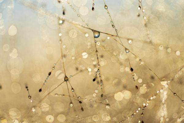 Abstract;Abstraction;Biophilic;Blossom;Blossoms;Botanical;Botanicals;Calm;Close-up;Concepts;Dew;Droplets;Drops;Floweret;Flowering;Flowers;Flowers & Plants;Gold;Healing;Health care;Healthcare;Henry Horton;Henry Horton State Park;Macro;Minimalism;Nature;Oneness;Pastoral;Plant;Shape;State Park;Sunlight;Sunshine;Tan;Tennessee;United States;Water;Water Drops;Yellow;biophilic design;biophilic interior design;bloom;color;dew drops;dewdrop;dewy;drop;flora;floral;flower;foliage;grass;pattern;peaceful;plants;reflection;reflections;restful;serene;soothing;sunlit;tranquil