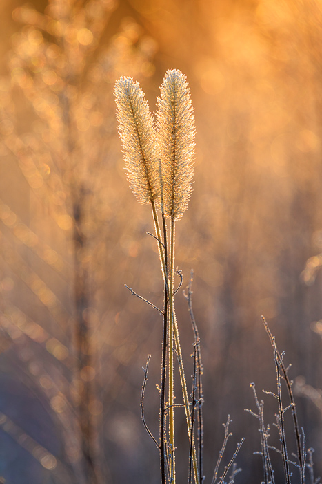 Biophilic;Blossom;Blossoms;Botanical;Botanicals;Brown;Calm;Close-up;Concepts;Floweret;Flowering;Flowers;Flowers & Plants;Gold;Healing;Health care;Healthcare;Henry Horton;Henry Horton State Park;Macro;Minimalism;Nature;Oneness;Pastoral;Plant;Seed Head;State Park;Sunlight;Sunshine;Tan;Tennessee;United States;Wabi Sabi;Yellow;biophilic design;biophilic interior design;bloom;botanicals;color;dawn;daybreak;flora;floral;flower;grass;morn;morning;peaceful;plants;restful;serene;soothing;sunlit;sunrise;sunup;tranquil