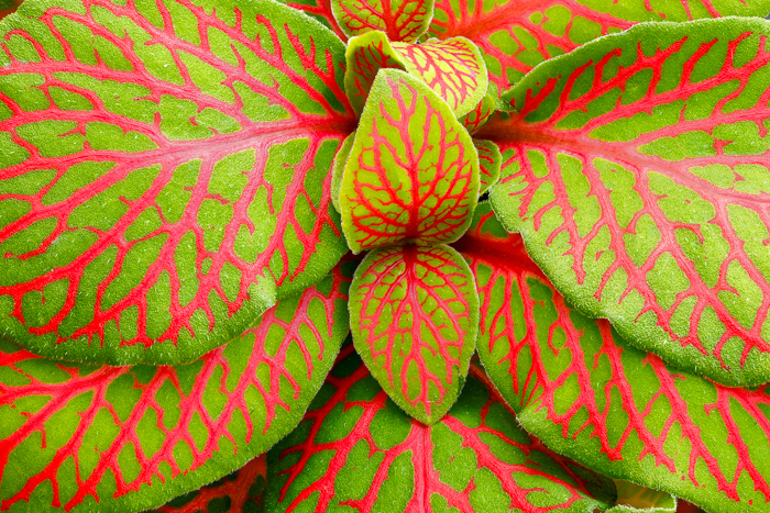 Abstract;Abstraction;Acanthaceae;Blossom;Blossoms;Botanical;Botanicals;Close-up;Cool Colors;Cool Palette;Cool Tones;Fittonia;Floweret;Flowering;Flowers;Flowers & Plants;Green;Greens;Herb;Leaf;Leaves;Line;Macro;Modern;Nature;Plant;Shape;Veins;biophilic design;biophilic interior design;bloom;botany;color;contemporary;contemporary art;flora;floral;flower;foliage;greenery;modern art;pattern;plants;texture;vegetation