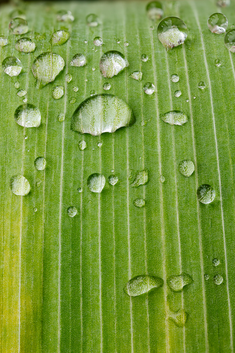 Abstract;Abstraction;Biophilic;Blossom;Blossoms;Botanical;Botanicals;Calm;Close-up;Concepts;Cool Colors;Cool Palette;Cool Tones;Dew;Droplets;Drops;Floweret;Flowering;Flowers;Flowers & Plants;Green;Greens;Healing;Health care;Healthcare;Leaf;Line;Macro;Minimalism;Nature;Oneness;Pastoral;Plant;Seed Head;Sunlight;Sunshine;Wabi Sabi;Water;Water Drops;Yellow;biophilic design;biophilic interior design;bloom;color;dew drops;dewy;drop;flora;floral;flower;foliage;grass;iris plants;moisture;pattern;peaceful;plants;reflection;reflections;restful;serene;soothing;sunlit;texture;tranquil;zen