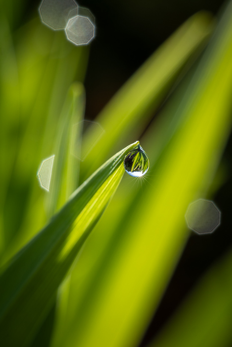 Biophilic;Blossom;Blossoms;Botanical;Botanicals;Calm;Concepts;Dew;Droplets;Drops;Floral;Floweret;Flowering;Flowers;Flowers & Plants;Healing;Health care;Healthcare;Minimalism;Nature;Oneness;Pastoral;Plant;Sunlight;Sunshine;Water;Water Drops;biophilic design;biophilic interior design;bloom;dew drops;dewdrop;dewy;drop;flora;floral;flower;grass;peaceful;plants;restful;serene;soothing;sunlit;tranquil;zen