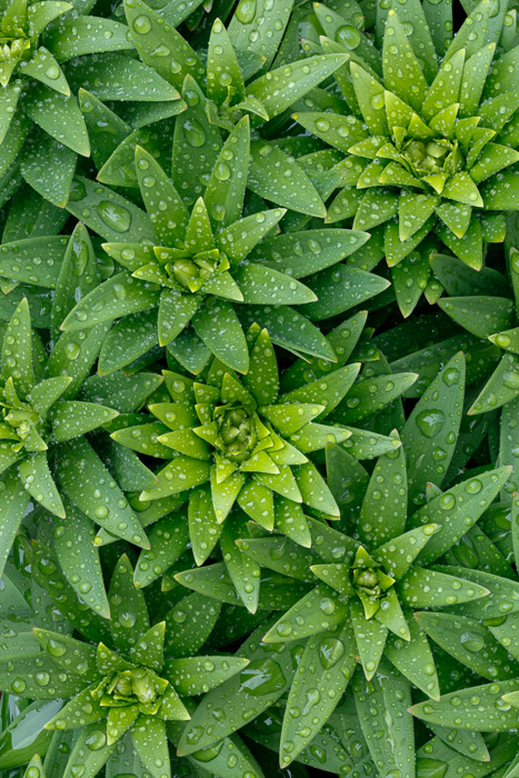 Blossom;Blossoms;Botanical;Botanicals;Concepts;Cool Colors;Cool Palette;Cool Tones;Dew;Droplets;Drops;Floweret;Flowering;Flowers;Flowers & Plants;Green;Greens;Leaf;Leaves;Macro;Nature;Oneness;Pastoral;Water;Water Drops;biophilic design;biophilic interior design;bloom;color;dew drops;dewdrop;dewy;drop;droplet;flora;floral;flower;foliage;peaceful;plants;zen