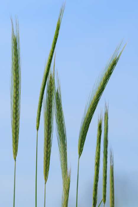 Biophilic;Botanical;Botanicals;Calm;Healing;Health care;Healthcare;Seed Head;grass;peaceful;plants;restful;serene;soothing;tranquil;triticale