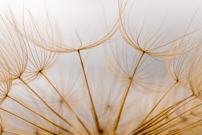 Biophilic;Blossom;Blossoms;Botanical;Botanicals;Brown;Calm;Close-up;Concepts;Flora;Floral;Floweret;Flowering;Flowers;Flowers & Plants;Healing;Health care;Healthcare;Looking up;Macro;Minimalism;Nature;Oneness;Pastoral;Plant;Seed Head;Tan;Wildflower;Yellow Goatsbeard;biophilic design;biophilic interior design;bloom;flora;floral;flower;goatsbeard;peaceful;plants;restful;salsify;serene;soothing;tranquil;zen