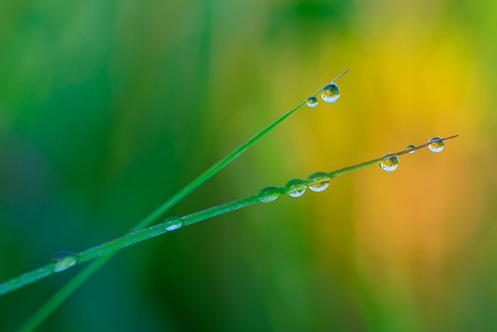 Biophilic;Blossom;Blossoms;Botanical;Botanicals;Calm;Concepts;Dew;Droplets;Drops;Floweret;Flowering;Flowers;Flowers & Plants;Healing;Health care;Healthcare;Henry Horton;Henry Horton State Park;Macro;Minimalism;Nature;Oneness;Pastoral;Plant;State Park;Sunlight;Sunshine;Tennessee;United States;Water;Water Drops;bloom;calming;dew drops;dewdrop;dewy;drop;flora;floral;flower;peaceful;plants;restful;restorative;serene;soothing;sunlit;tranquil;zen