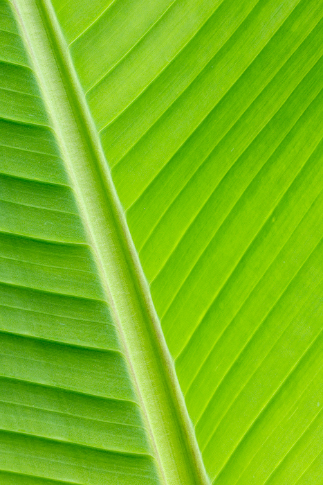 Abstract;Abstraction;Biophilic;Blossom;Blossoms;Botanical;Botanicals;Calm;Close-up;Concepts;Environment;Floweret;Flowering;Flowers;Flowers & Plants;Healing;Health care;Healthcare;Leaf;Leaves;Line;Lines;Looking up;Macro;Natural;Nature;Oneness;Organic;Pastoral;Plant;Shape;Vein;Veins;background;bloom;botanical texture;bright;calming;detailed;eco;flora;floral;flower;foliage;fresh;garden;green;green leaf;greenery;growth;healthy;jungle;large;leaf vein;pattern;peaceful;plant;plant leaf;plants;restful;restorative;ribbed;scenery;serene;soothing;symmetry;texture;tranquil;tropical;vibrant