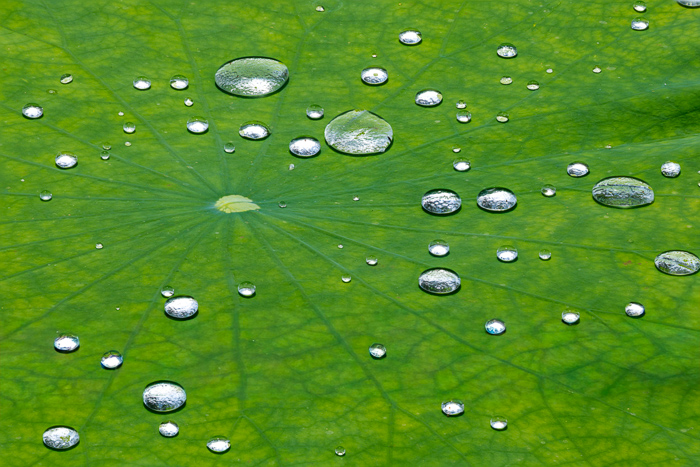 Abstract;Botanical;Calm;Close-up;Dew;Droplets;Environment;Leaf;Leaves;Macro;Natural;Nature;Organic;Plant;Vein;Water;background;clarity;closeup;foliage;fresh;garden;green;greenery;hydration;lotus;macroshot;minimal;moisture;pattern;plantlife;plants;purity;raindrop;reflection;serene;shiny;summer;surface;symmetry;texture;tropical;wet