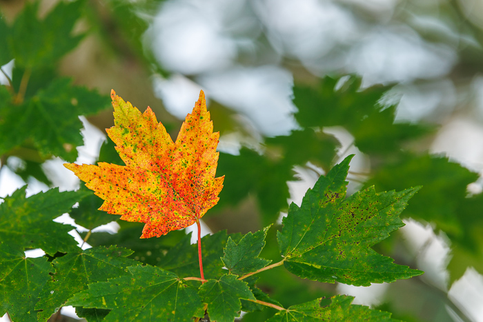 Autumn;Backlit;Beauty;Contrast;Crisp;Detail;Environment;Fall;Harvest;Leaf;Macro;Maple;Natural;Nature;Season;Solitude;Tree;bokeh;botany;branch;changing;closeup;colorful;deciduous;foliage;golden;green;october;orange;outdoors;park;red;seasonal;september;single;sunlit;texture;transition;vibrant;yellow