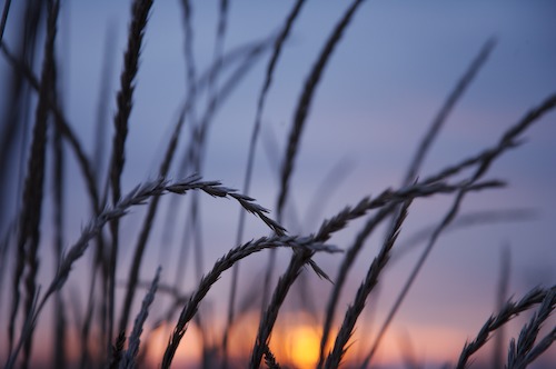 Blue;botanical;botanicals;botany;Contour;Dusk;Evening;flora;Form;Grass;greenery;herb;herbage;Nightfall;Orange;Outline;Pastel;Pink;plant;plants;Profile;Purple;Seed;Shadow;Shape;shrub;Silhouette;Sundown;Sunset;vegetation;Yellow